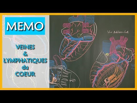 ANATOMY - VEINS & LYMPHATICS OF THE HEART