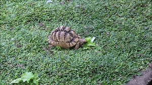 Tortoise, Walking, Tortoise Walking Videos. Free Stock Video