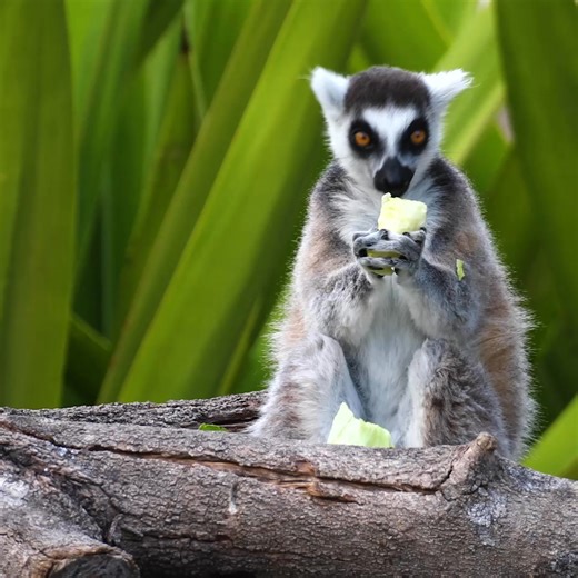 Wake up at Sydney Zoo and have breakkie with our cheekiest primates! 🐵 | Sydney Zoo