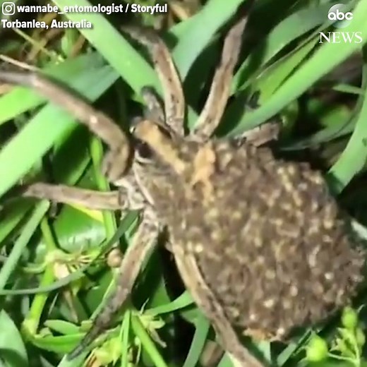 137K views · 2.9K reactions | Piggyback Ride: Bug enthusiast records a video of a mama wolf spider carrying hundreds of newly-hatched baby spiders on her back in Australia. https://abcn.ws/2L3ZaPH | ABC News | Facebook