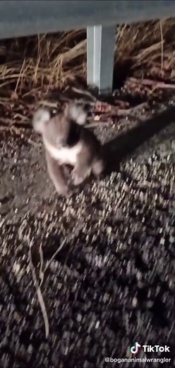 #fyp #viral #xyzbca #koala #aussiewildlife #dropbear #australia #wildliferescue #wildliferescue ..mum was in tree watching
