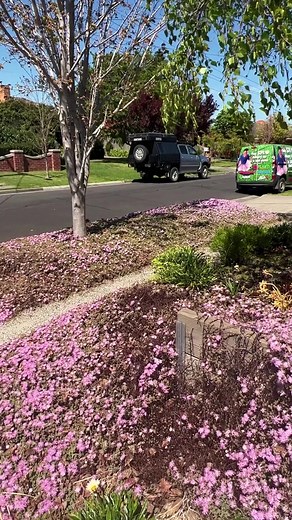 315 reactions · 14 shares | Beautiful Pink Ice Succulent殺 勺hellohelloplants.com.au勺 | Hello Hello Plants & Garden Supplies | Facebook