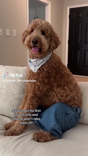 Dog's Hilarious Jorts: The Unremovable Fashion Statement