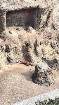 【市川市動植物園】 パンチくん オランママ ニホンザル