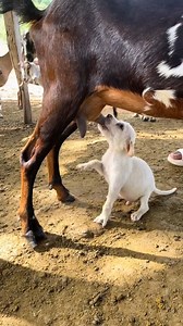 15K views · 33 reactions | Watch till the end.... A puppy drinking goat milk but wait and see how the kid (goat offspring) reacts #agribusinesstalk | Agribusiness Media | Facebook