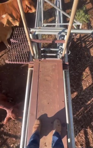 Sarah Wheeler spent a season working on Yarrie station in Western Australia and it changed her life. While she was there, she photographed the landscape and the people she met. Read her story on page 54 of our new issue, on sale now. It's one you won't forget. ⁠ ⁠ Link in bio. ⁠ ⁠ 📷️ Sarah Wheeler Photography ⁠ #graziher #lifeontheland #grazihermagazine #lifeonastation #ruralaustralia #outbackaustralia #bushstories #remoteaustralia #womeninag #australianagriculture #storiesfromthesticks | Grazi