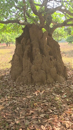 termites getting some help www.topbananaantiques.com