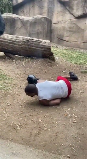 Gorilla Knocks Out Boxer in Epic Zoo Encounter! #GorillaVsBoxer #ZooDrama #UnexpectedKO