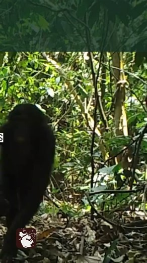 🟩 Protéger le bonobo, c’est préserver toute une forêt et ses habitants 🌳🐵 Votre soutien prépare leur retour à la vie sauvage. 💛 https://www.helloasso.com/associations/les-amis-des-bonobos-en-europe/collectes/fin-d-annee-2025-rewild #bonobos #biodiversité #conservation #primatesofinstagram #ekoloyabonobo | Les Amis des Bonobos