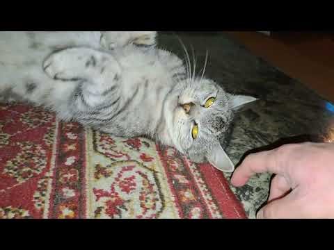 2026-01-09 LJUBLJANA Doma CARNIVORA Felis catus DOMAČA MAČKA (Lumpa: božanje; lep petkov večer)