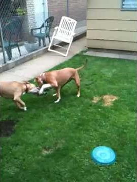 Pitbull fight to the death