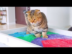 Can Cats Walk On Slime?