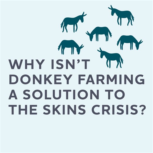 13K views · 194 reactions | As demand for donkey skins grows, some countries are turning to farming in an attempt to scale up production.  In part seven of our skin trade explainer series, we explain why donkey farming is not a solution to the skin trade but a cruel, new threat ⬇️ | The Donkey Sanctuary | Facebook