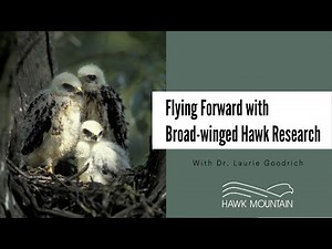 Broad-winged Hawk Research at Hawk Mountain Sanctuary: From New England to Brazil