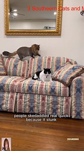 78K views · 4.4K reactions | It has an attachment  #3southerncatsandmomma #catsoftiktok #3southerncats _R | Chisel.Me.Timbers by Davey Jones | Facebook