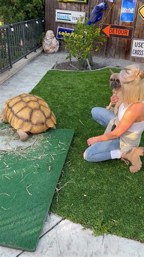 Turtle enjoys having the back of his shell scratched