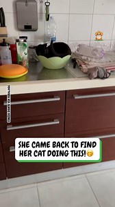 130K views · 2.5K reactions | Cats are just so strange  | Fluffy Animals | Facebook