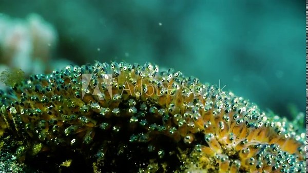 Clownfish Egg Hatching Close-up: Tiny Black Eyes Show New Life Underwater
