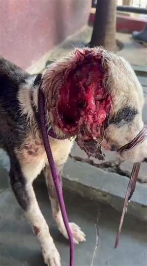 Left for Dead After a Crocodile Attack — Geco Is Fighting for His Life [STORY BELOW]