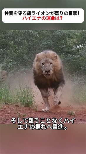 Male Lion Fights Back in Fury to Protect His Pride! What Is the Fate of the Hyenas? #Lion #Hyena ...