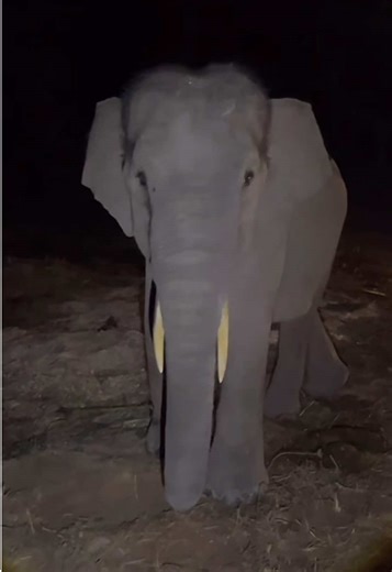 PART 1 || Dedek Moni biasanya kos nya gelap gelapan, sekarang terang banget jadi harus adaptasi lagi dengan kos baru😁 Live BTNTN 1 Maret Host : Bang Yudi Follow @btn_tessonilo dan pantengin gajah-gajah unik, pintar, lucu, imut, dan menggemaskan ini gess🐘 #Harmoni #HarmoniRimbo #Gajah #SaveTNTN #TessoNilo