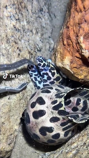 Deep Sea Fishing Wonders: Tips and Tricks