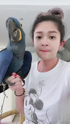 Hyacinth Macaw - Blue Parrot Bird Compilation