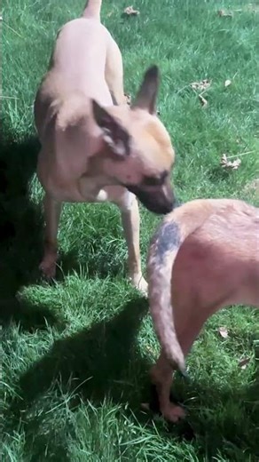 Basic training activities between dogs@# 4