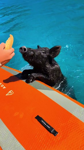 Adorable Black Pigs on Pig Island in Greece