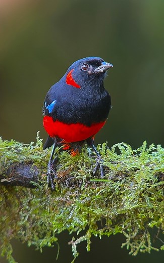61K views · 4.3K reactions | The Scarlet-bellied Mountain Tanager, is...