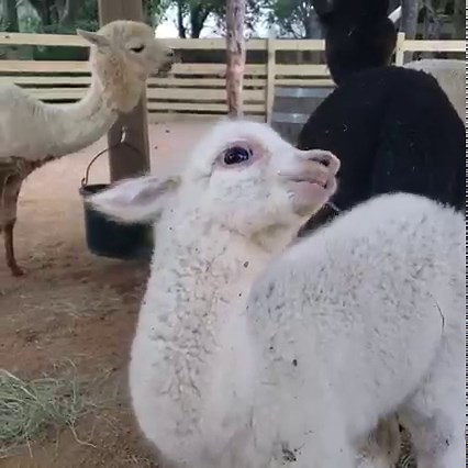 Good morning! It's time for breakfast with Eleanor. 🧡 📽️ Zoologist Meagan M. | Dallas Zoo