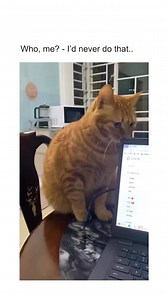 Cat Humor | Fibro Colors Fibromyalgia Awareness