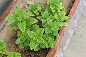 Guide complet : quand et comment bien tailler sa menthe