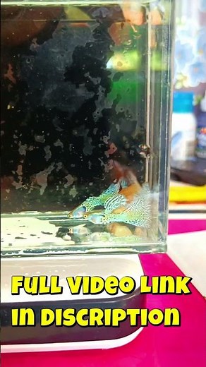 "Guppy Fish Farm Visit Kerala Rare Varieties | AQUA A2Z"