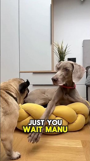 When Sonu surprises Monu with a brand-new bed! #shortvideo