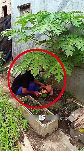Organic Fertilizer Method for Papaya Cultivation🌱🤯#farming