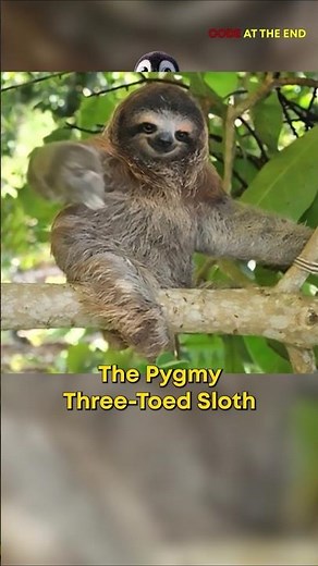 World’s Slowest & Rarest Sloth 🦥 Pygmy Three-Toed Sloth | Endangered Island Species #Shorts