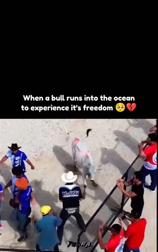 When a bull runs into the ocean to experience it's freedom 🥺💔