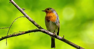Un rouge-gorge mort devant chez vous, ce que révèle ce puissant symbole selon les traditions