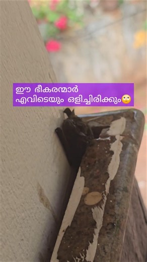 🙄ഈ ഭീകരന്മാർ എവിടെയും ഒളിച്ചിരിക്കും #nature #biology #bats #poisonanimal