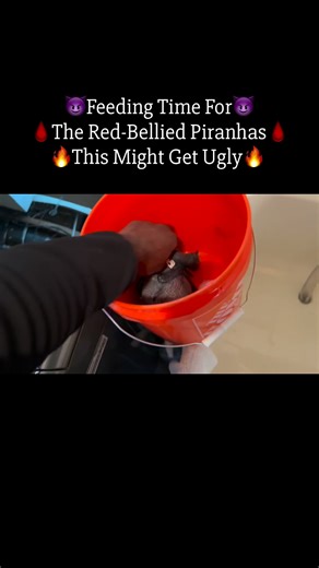 Piranhahead on Instagram: "#FishKeeper#Feeding #Redbellys #PredatoryFish#fisherman #underwaterworld #underwater #aquarium #fishtank #aquariumhobby #aquariums #fishkeeping #fish #pets #Piranhas#fishtanks #Snappingturtles #RedDevils #Convict fish #foreducationalpurposeonly #DwarfCaiman #warningsigns #ranhawear"