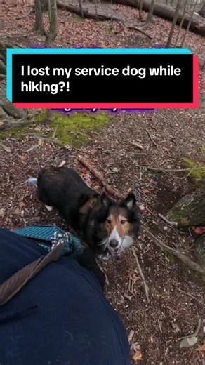 I swear this dog almost gave me a heart attack. Two seconds earlier he was up on the hill sniffing, so when I glanced back to check on him and didn’t see him, my soul left my body. I called out, turned my head, and there he was… right at my side, staring up at me like, Are you serious right now? I’m literally right here, weirdo. He’s such a great dog. I know he’d never run off. If he would, he wouldn’t be off-leash. But wow did he give me a moment. #funny #hiking #servicedogs #viral #servicedog