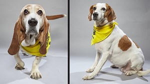 Two Norfolk SPCA dogs to participate in Dog Bowl II