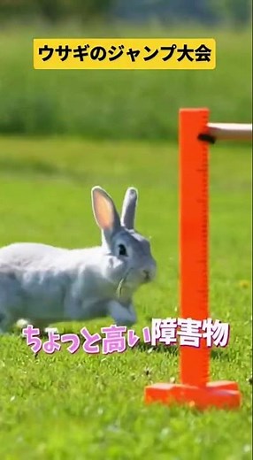 ウサギのジャンプ力本当ですか？猫より高く飛ぶwww