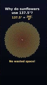 Why do sunflowers use 137.5°? #maths #nature #shorts