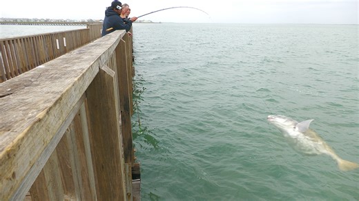 We casted out some cut bait and landed these BEASTS! The fam and I took a 3 day fishing and camping expedition to Goose Island State Park. We went cast netting, used the bait we cast netted for giants! #fishing#fishingtime #fishingtrip #fishinglife #fishingdaily | Beach Bomber Fishing
