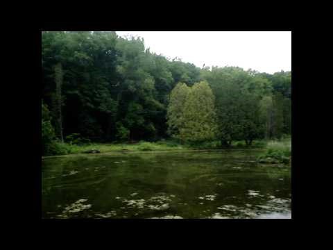 ✦ free acoustic indie alt x bunii type beat "complainer"