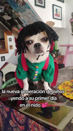 Les gusta mi mochilita ? 🫣💕 #perrito #chihuahua #doglover #dogloverforever #petlover