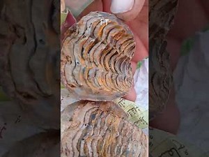 Rare Trilobite Fossil Diacalymene sp. | Ordovician Morocco 450-500 Million Years