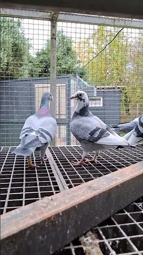 Brieftauben Pigeon Racer